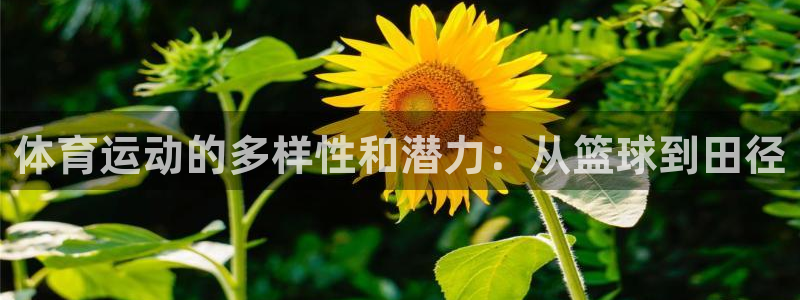 vsport体育官方正版app集团官网网址:体育运动的多样性